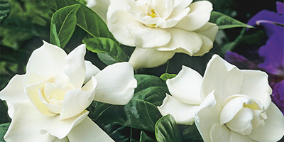 Gardenia