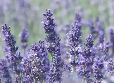 Fragrance Lavender Fields