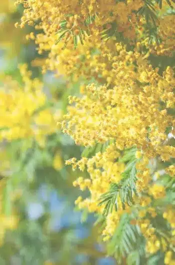 Golden Osmanthus