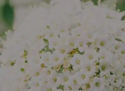 Fragrance White Musk Fragrance White Musk