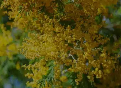 Fragrance Osmanthus